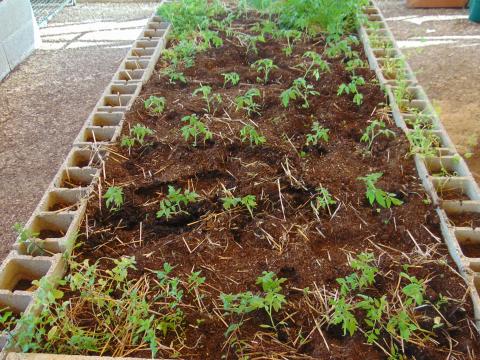 Plantação de tomateiros